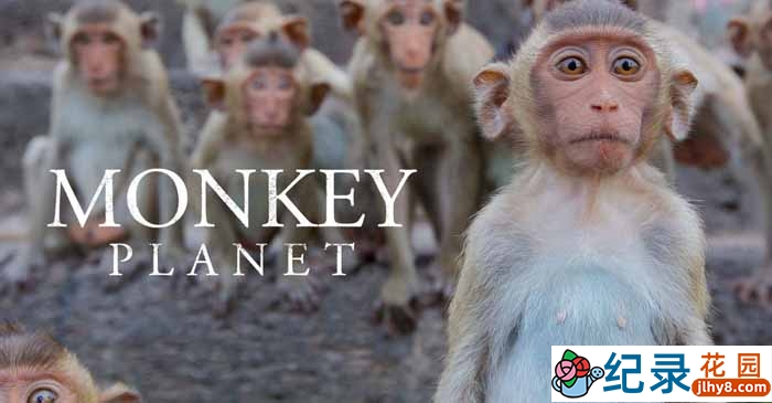 BBC生物纪录片《灵长星球 Monkey Planet》全3集 720P/1080i高清纪录片百度云下载插图