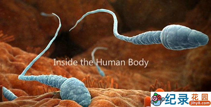 BBC生命科学纪录片《人体奥秘 Inside the Human Body》全4集 720P/1080i高清纪录片百度云插图