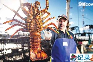 恶海捕龙虾纪录片《澳洲捕虾人 Aussie Lobster Men》第2季中字 纪录片解说素材百度云下载 1080/MKV/9.68G