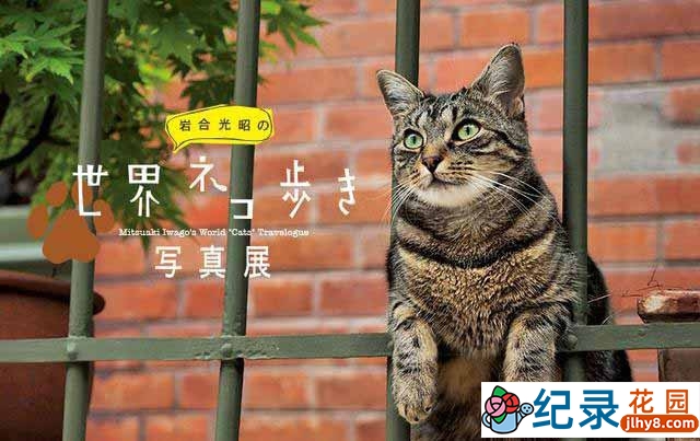 NHK宠物旅拍纪录片《岩合光昭の猫步走世界》更新至94集 720P/1080i高清纪录片资源百度云盘下载 猫奴治愈系插图