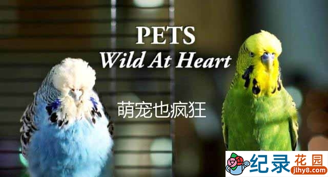 BBC萌宠纪录片《宠物:内心狂野 Pets Wild At Heart》全2集 720P/1080i高清纪录片百度云下载插图