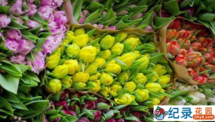 BBC生活纪录片《世界上最大的鲜花市场 The World’s Biggest Flower Market》全1集 720P/1080i高清纪录片百度云下载插图