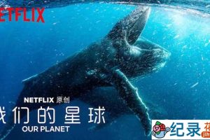 Netflix自然生态纪录片《我们的星球 Our Planet》全8集 720P/1080i高清纪录片资源百度云盘下载