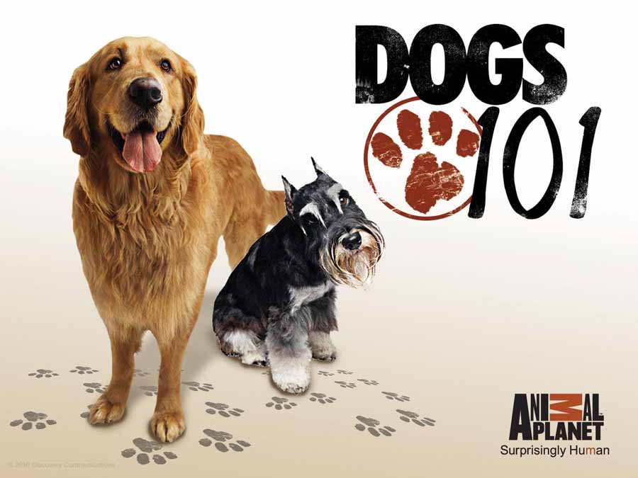 宠物狗指南纪录片《狗狗101全纪录 Dogs 101》第3季