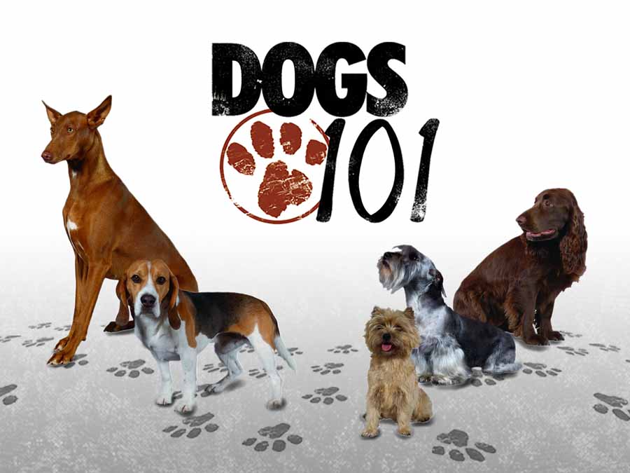 宠物狗指南纪录片《狗狗101全纪录 Dogs 101》第4季全4集中字 纪录片解说素材百度云盘下载 1080/MP4/5.56G插图