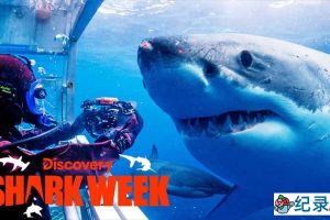 探索频道鲨鱼研究纪录片《鲨鱼周 2016 Shark Week》全17集中字 纪录片解说素材百度云盘下载 1080/MP4/40.7G