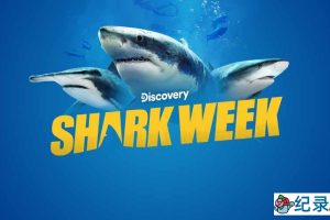 探索频道鲨鱼研究纪录片《鲨鱼周 2014 Shark Week》全13集中字 纪录片解说素材百度云盘下载 1080/MP4/32.5G