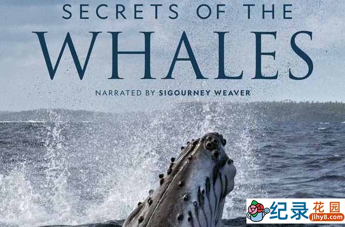 迪士尼海洋生物纪录片《鲸鱼的秘密 Secrets of the Whales》全4集