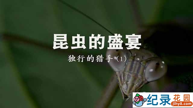 央视昆虫研究纪录片《昆虫的盛宴》全2季