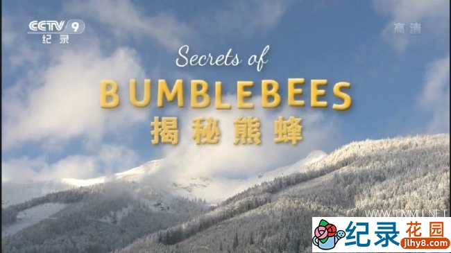 奥地利昆虫纪录片《揭秘熊蜂 Secrets of BumbleBees》全1集