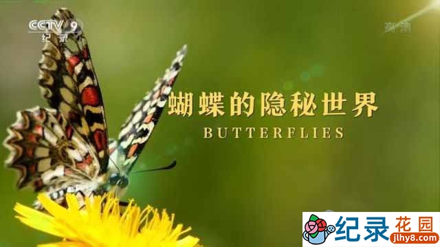 央视昆虫纪录片《蝴蝶的隐秘世界 Butterflies》全1集