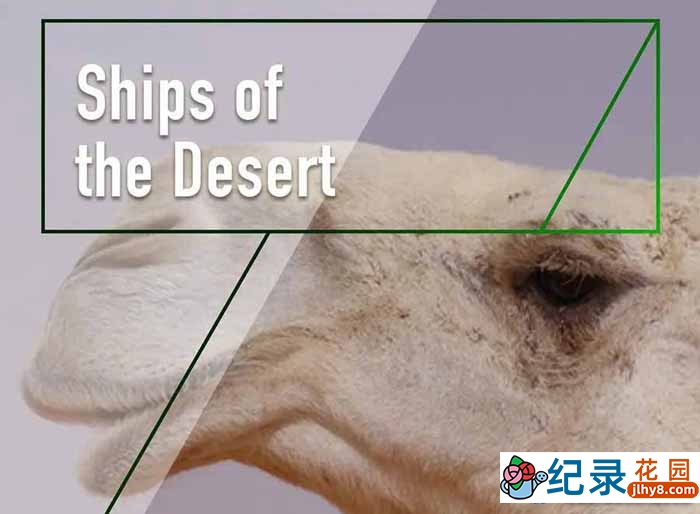 骆驼研究纪录片《沙漠之舟 Ships of the Desert》全1集