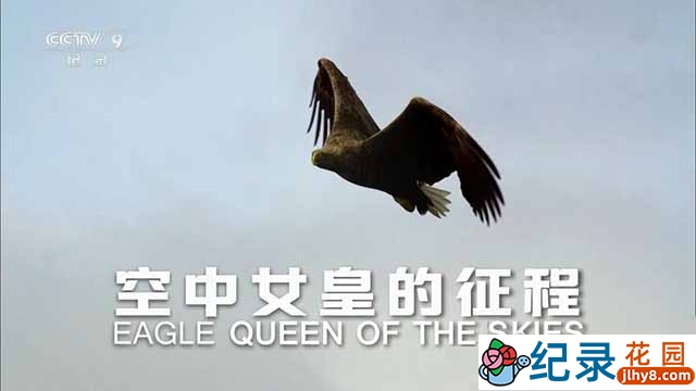 国家地理鸟类纪录片《空中女皇的征程 Eagle Queen of the Skies》全1集