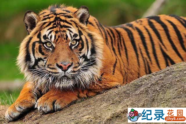 BBC猛兽纪录片《最后的苏门答腊虎 Sumatra’s Last Tiger》全6集