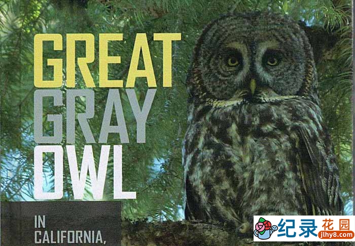 BBC猫头鹰纪录片《追声猎手：乌林鸮 Acoustic Predators Great Gray Owls》全1集