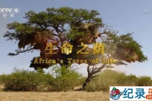 央视非洲金合欢纪录片《生命之荫 Africa’s Tress of Life》全2集 TS/蓝光高清纪录片资源百度云盘下载