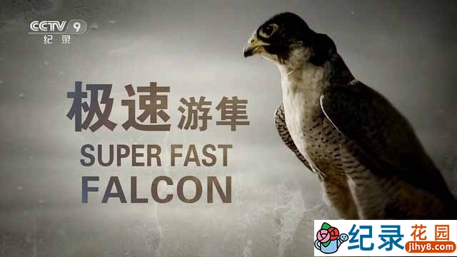 BBC猛禽纪录片《极速游隼 Super Fast Falcon》全1集