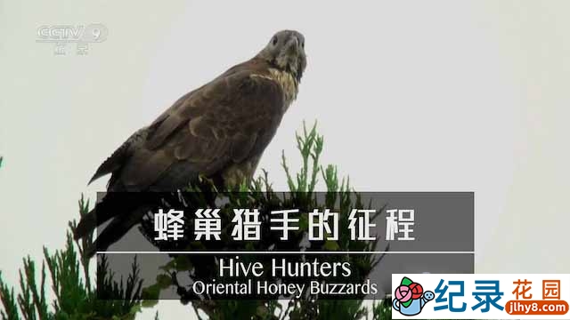 NHK鸟类纪录片《蜂巢猎手的征程 Hive Hunters:Oriental Honey Buzzards》全1集