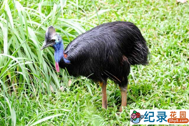 BBC食火鸡研究纪录片《鹤鸵 Cassowaries》全1集