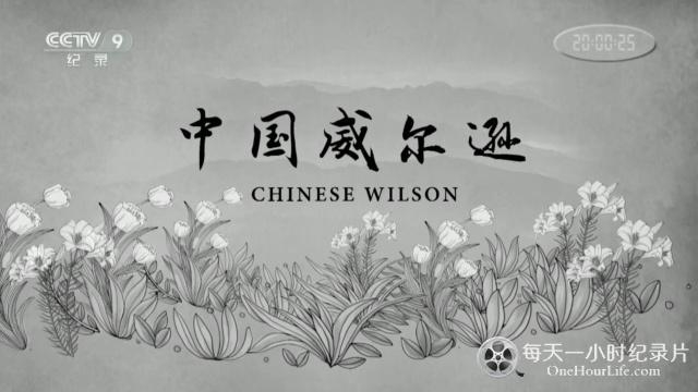 CCTV央视历史人物纪录片《中国威尔逊 Chinese Wilson》全3集 720P/1080i高清纪录片百度云插图