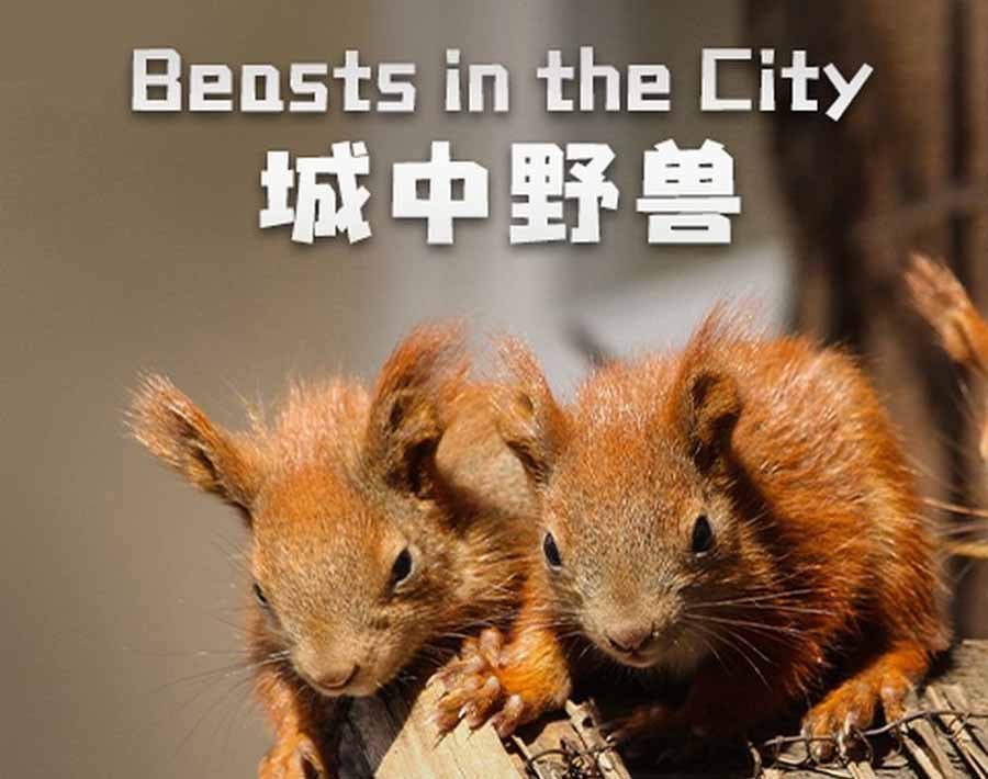 城市生态纪录片《城中野兽 Beasts in the City》全1集