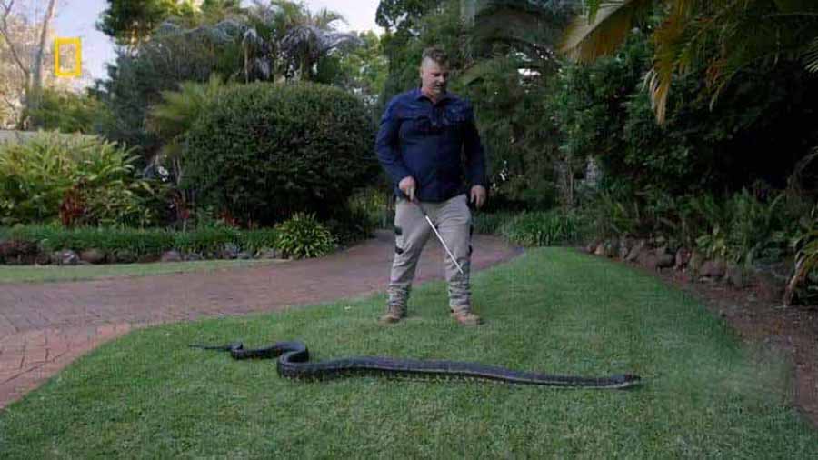 国家地理毒蛇清理纪录片《澳大利亚捕蛇人 Aussie Snake Wranglers》第1季