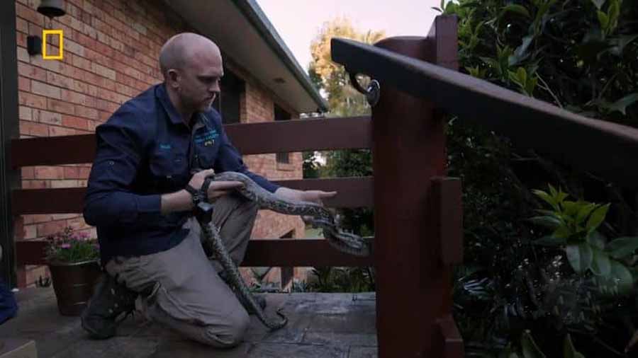 国家地理毒蛇清理纪录片《澳大利亚捕蛇人 Aussie Snake Wranglers》第2季