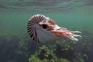 卧底海豚帮 Dolphins – Spy in the Pod