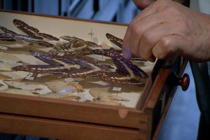 自然趣闻 第一季 David Attenborough's Natural Curiosities Season 1