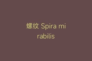 螺纹 Spira mirabilis