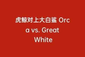 虎鲸对上大白鲨 Orca vs. Great White