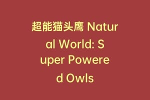 超能猫头鹰 Natural World: Super Powered Owls插图 超能猫头鹰 Natural World: Super Powered Owls
