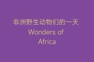 非洲野生动物们的一天 Wonders of Africa