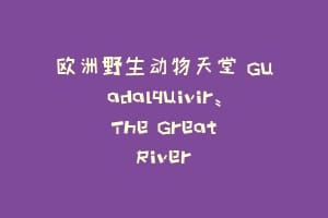欧洲野生动物天堂 Guadalquivir: The Great River插图 欧洲野生动物天堂 Guadalquivir: The Great River