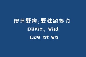 澳洲野狗：野性的魅力 Dingo: Wild Dog at Wa