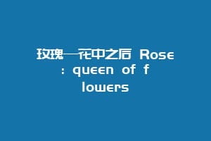 玫瑰—花中之后 Rose: queen of flowers
