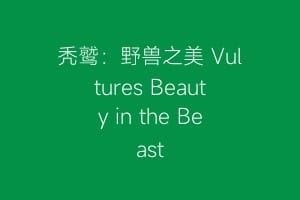 秃鹫:野兽之美 Vultures Beauty in the Beast缩略图 秃鹫:野兽之美 Vultures Beauty in the Beast