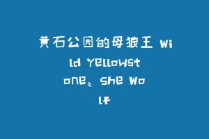 黄石公园的母狼王 Wild Yellowstone: She Wolf