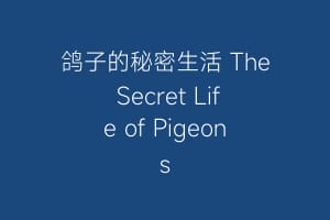 鸽子的秘密生活 The Secret Life of Pigeons