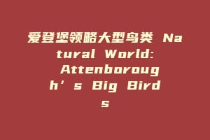 爱登堡领略大型鸟类 Natural World: Attenborough’s Big Birds