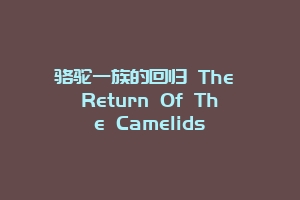 骆驼一族的回归 The Return Of The Camelids