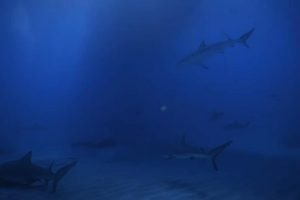 [母鲨 Mothersharker][第1季共1集][纪录片][英语中字]1080P下载