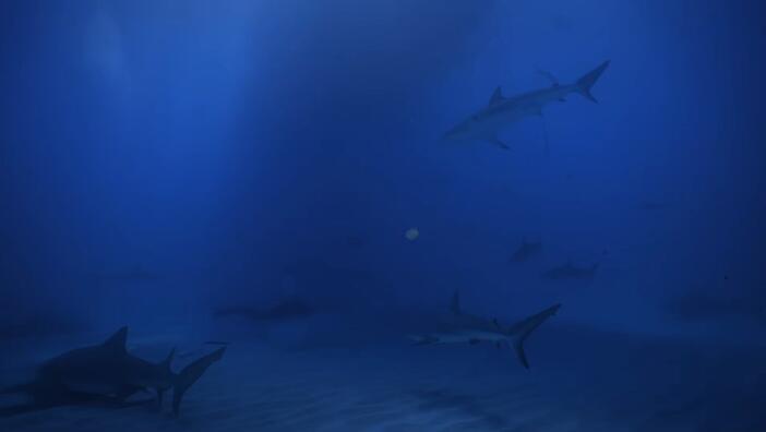 [母鲨 Mothersharker][第1季共1集][纪录片][英语中字]1080P下载