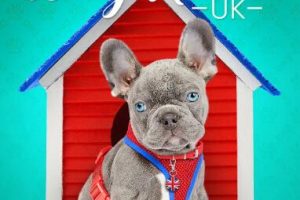 狗狗之家  第1季  The Dog House