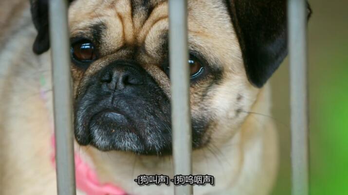 狗狗之家  第1季  The Dog House插图1