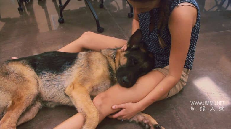 爱狗生活 Life Love Dogs插图3