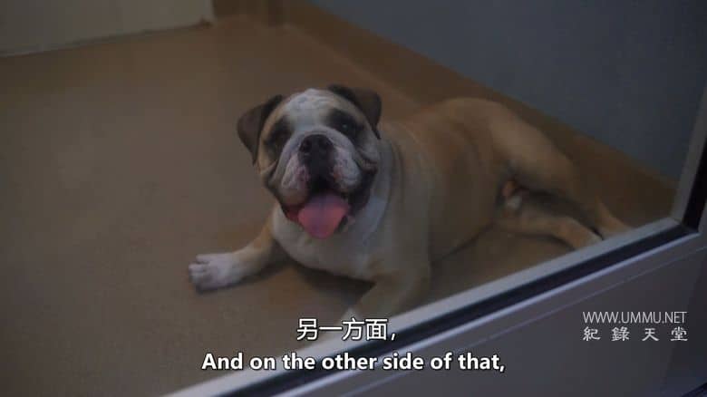 爱狗生活 Life Love Dogs插图4