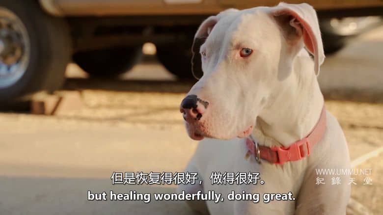 爱狗生活 Life Love Dogs插图5