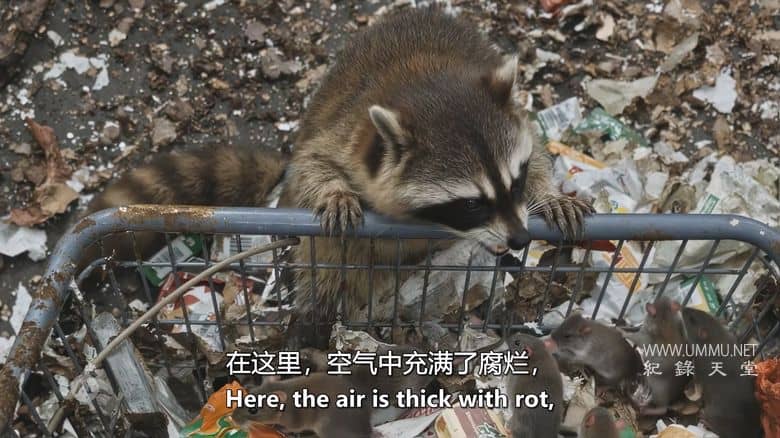 人类消失后的世界 第三季全8集 Life After People插图5