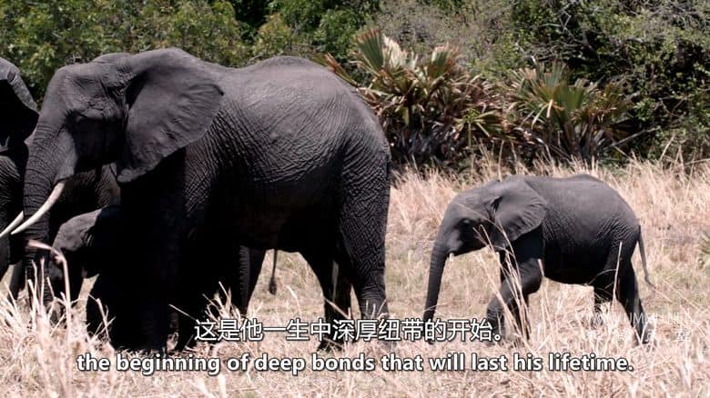 卡塔维 – 非洲的堕落天堂 Katavi – Africa's Fallen Paradise插图5